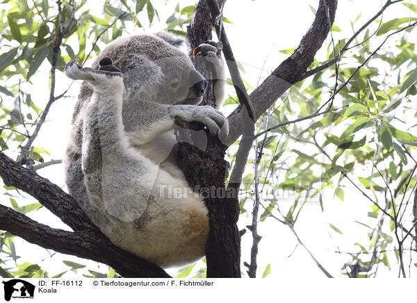 Koala / Koala / FF-16112