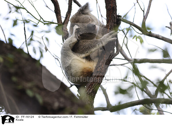 Koala / Koala / FF-16124