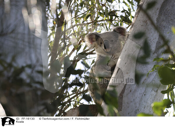 Koala / FF-16130