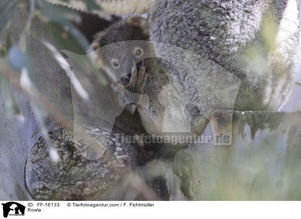 Koala / FF-16133