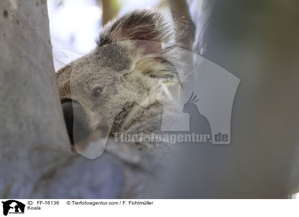 Koala / FF-16136