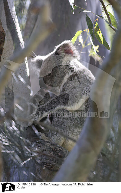 Koala / Koala / FF-16138