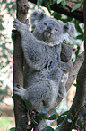 Koala bears