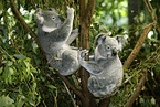 koala bears
