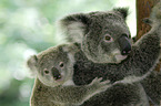 koala bears