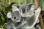 koala bears