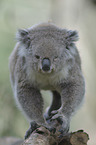 Koala on tree