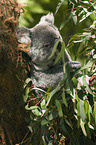 Koala on tree