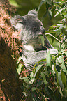 Koala on tree