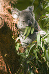 Koala on tree