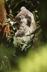 Koala on tree