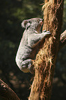 Koala on tree