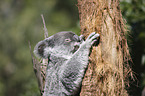 Koala on tree