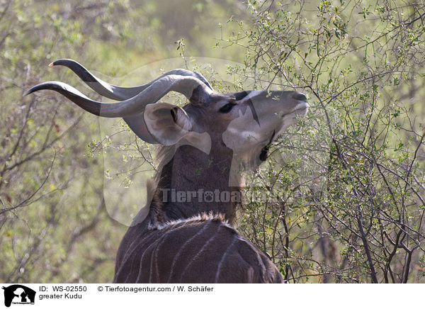 groer Kudu / greater Kudu / WS-02550