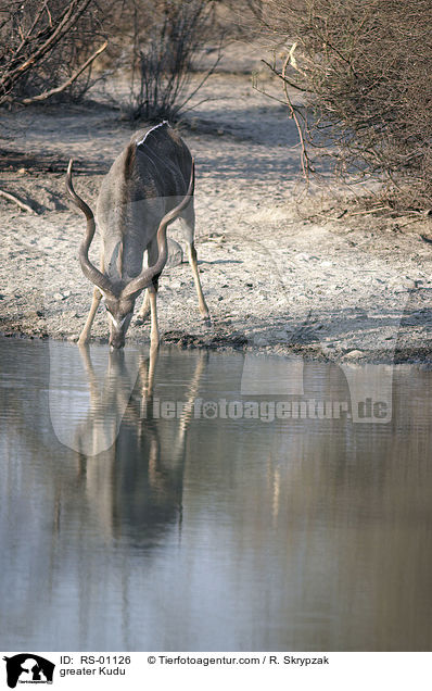 greater Kudu / RS-01126