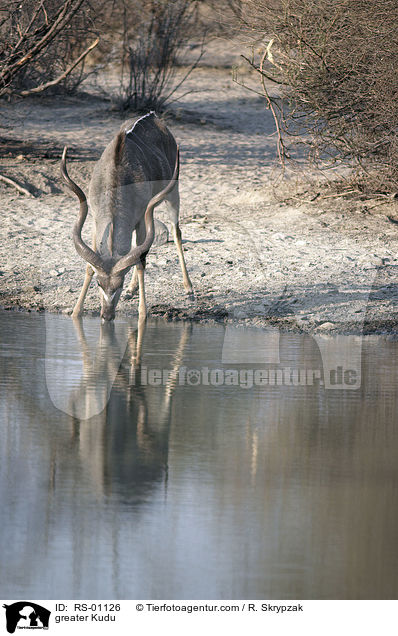 groer Kudu / greater Kudu / RS-01126