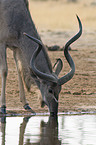 greater Kudu