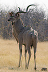 greater Kudu