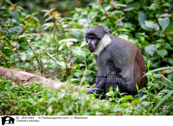 L'Hoest's monkey / JR-01984