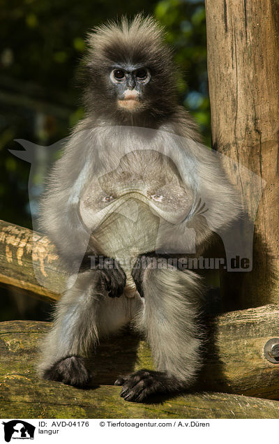 langur / AVD-04176