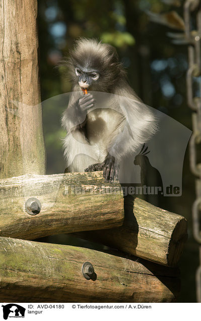 Haubenlangur / langur / AVD-04180