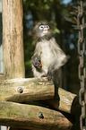 langur