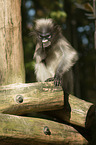 langur