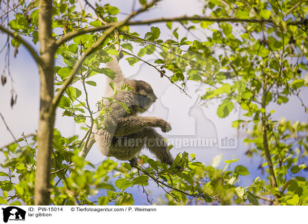 Weihandgibbon / lar gibbon / PW-15014