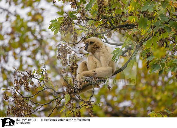 lar gibbon / PW-15145