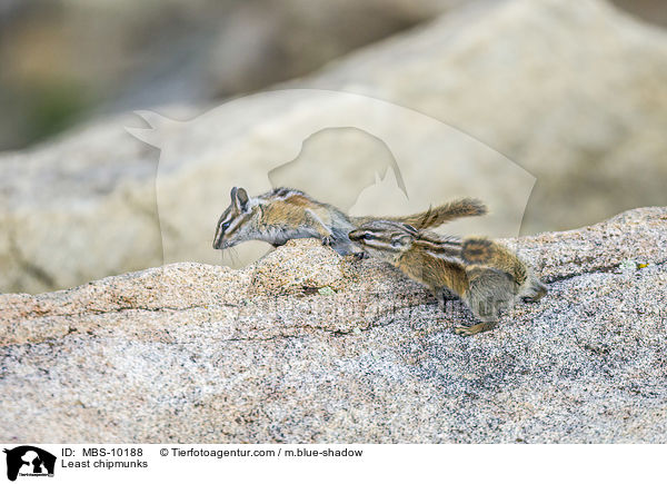 Least chipmunks / MBS-10188
