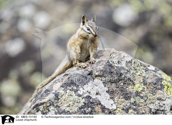 Kleiner Chipmunk / Least chipmunk / MBS-10190