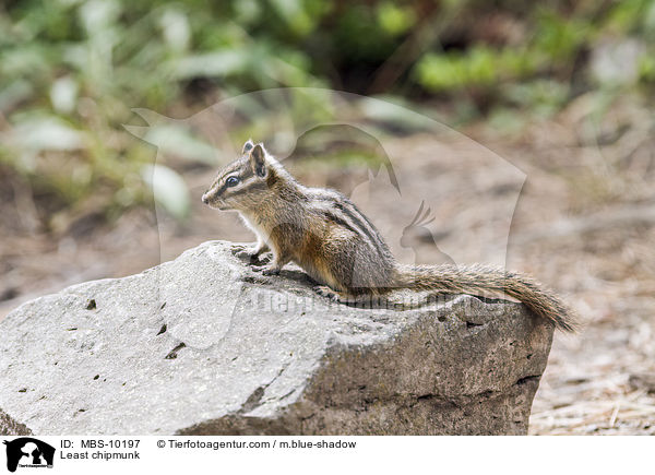 Kleiner Chipmunk / Least chipmunk / MBS-10197