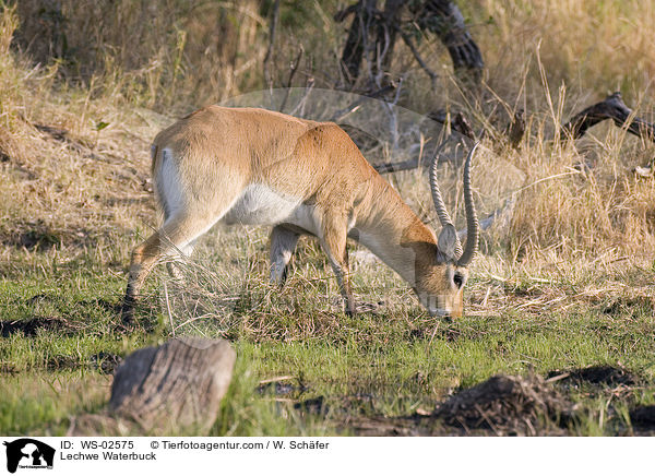 Moorantilope / Lechwe Waterbuck / WS-02575