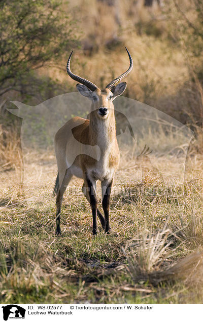 Moorantilope / Lechwe Waterbuck / WS-02577