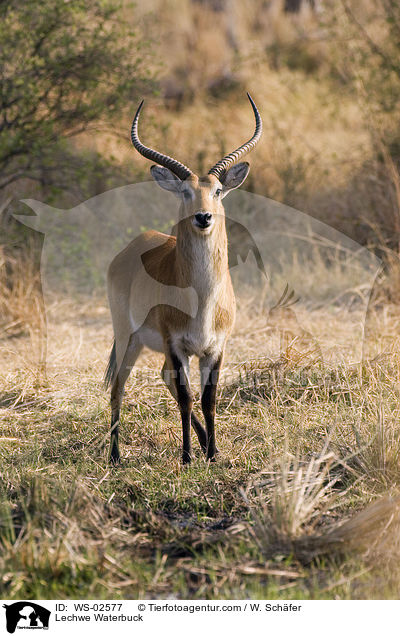 Lechwe Waterbuck / WS-02577