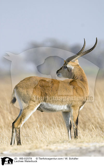 Moorantilope / Lechwe Waterbuck / WS-02578