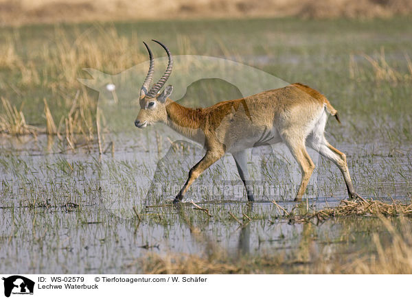 Moorantilope / Lechwe Waterbuck / WS-02579