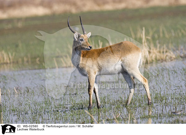 Moorantilope / Lechwe Waterbuck / WS-02580