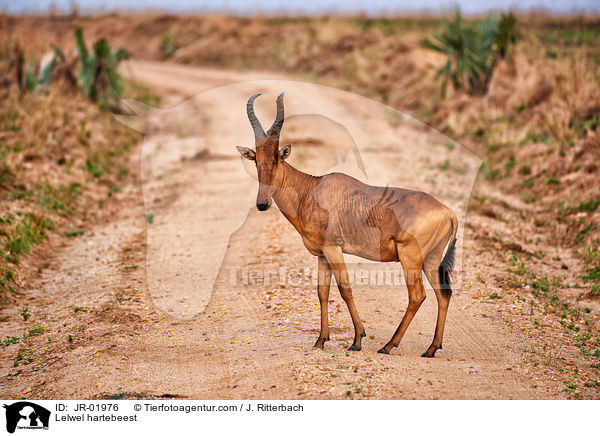 Jackson-Kuhantilope / Lelwel hartebeest / JR-01976