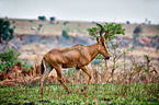 Lelwel hartebeest