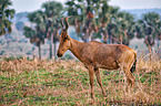 Lelwel hartebeest