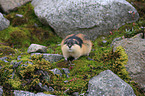 Lemming