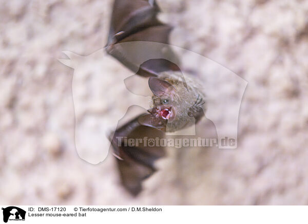 Lesser mouse-eared bat / DMS-17120