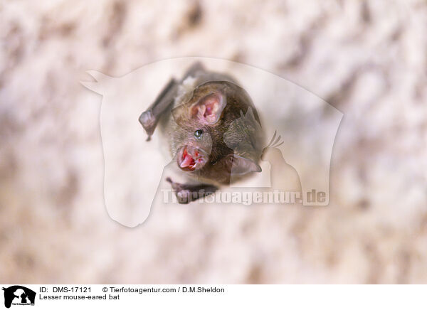 Kleines Mausohr / Lesser mouse-eared bat / DMS-17121
