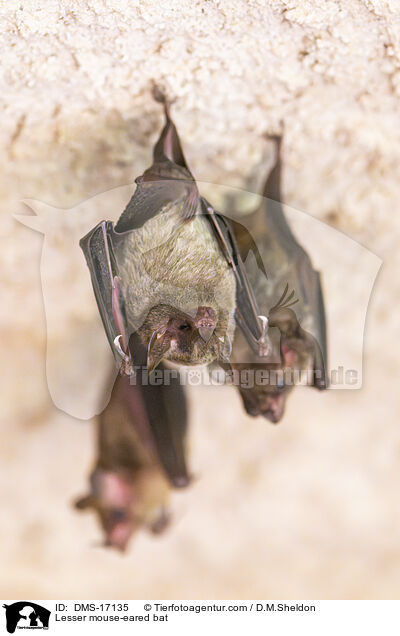 Lesser mouse-eared bat / DMS-17135