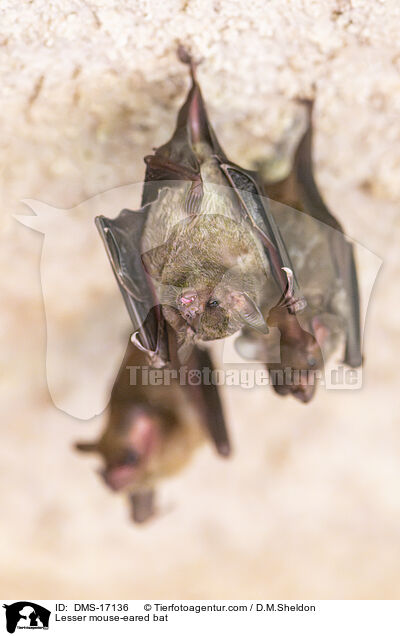Lesser mouse-eared bat / DMS-17136