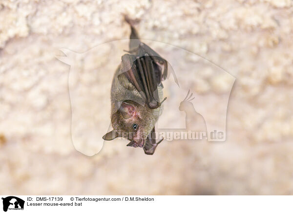 Lesser mouse-eared bat / DMS-17139