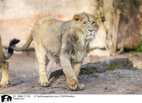 Asiatischer L�we / Asiatic lion / DMS-17142