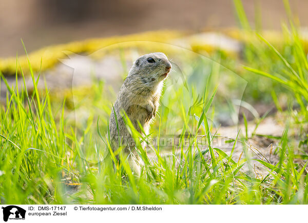 Europ�ischer Ziesel / european Ziesel / DMS-17147