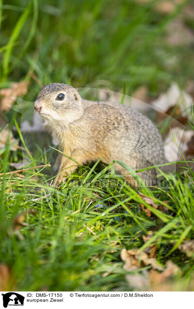 Europ�ischer Ziesel / european Ziesel / DMS-17150